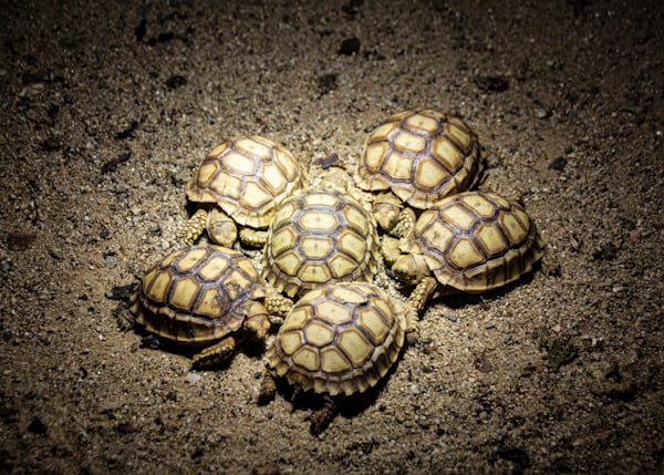 la cité des tortues de Cupulatta